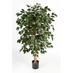 Ficus Nitida Exotica 150cm